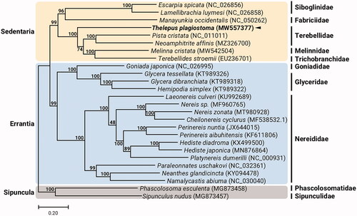 Figure 1. Maximum-likelihood (ML) phylogeny of 7 published mitogenomes from Sedentaria including T. plagiostoma and 17 registered mitogenomes of Errantia species, and two Sipuncula species as an outgroup based on the concatenated nucleotide sequences of protein-coding genes (PCGs). The phylogenetic analysis was performed using the maximum likelihood method, GTR + G + I model with a bootstrap of 1,000 replicates. Numbers on the branches indicate ML bootstrap percentages. DDBJ/EMBL/Genbank accession numbers for published sequences are incorporated. The black triangle means the polychaete analyzed in this study.