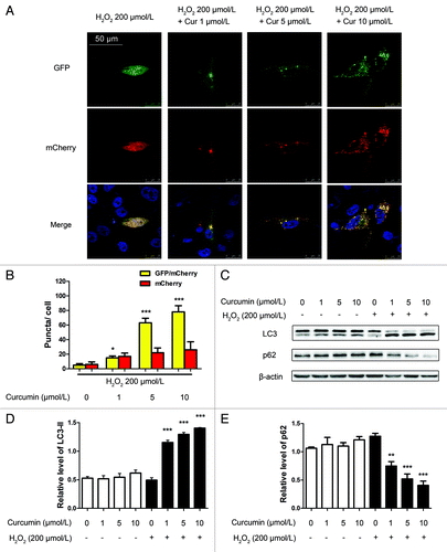 Figure 2. Curcumin induces autophagy in HUVECs. (A) Confocal images of representative images of GFP and mCherry fluorescent puncta in HUVECs transfected with mCherry-EGFP-LC3 for 24 h, and treated with different concentrations (1, 5, 10 μmol/L) of curcumin for 24 h, and finally with H2O2 (200 μmol/L) for 4 h. (B) Quantification of GFP/mCherry double-positive and mCherry single-positive puncta per cell in control or cells treated with curcumin (1, 5, 10 μmol/L) for 24 h, then H2O2 (200 μmol/L) for 4 h. Data were the mean value of three independent experiments with each count of no less than 100 cells. Values are expressed as the mean ± SD, n = 3, *p < 0.05, ***p < 0.001 vs. H2O2 alone group. (C) western blot analysis of endogenous LC3 and p62 after challenge with curcumin of different concentrations (1, 5, 10 μmol/L) for 24 h and H2O2 (200 μmol/L) for 4 h revealed LC3-II accumulation and p62 degradation. (D) Bar charts show the quantification of endogenous LC3-II and (E) p62. Values are expressed as the mean ± SD, n = 3, **p < 0.01, ***p < 0.001 vs. H2O2 alone group.