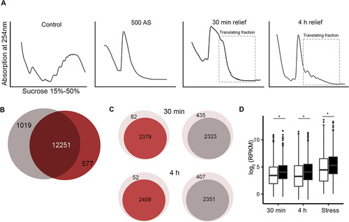 Figure 2. Nearly all mRNAs deposited in SGs are translated upon stress relief. (A) Translation profiles using sucrose gradients of HEK-TIA1 cells following stress recovery. Cells were pre-exposed for 30 min to stress (500 µM AS) and samples were collected at 30 min and 4 h of stress relief (i.e. after medium exchange and AS removal). Control denotes cells grown under permissive conditions and not being exposed to stress. Translating mRNA fractions, which were collected for RNA-seq, are designated. (B) Total number of unique mRNAs identified as translating (i.e. in the polysomes) at 30 min (grey) and 4 h (red) following stress relief. (C) Translating mRNAs at the two time points following stress relief (darker colours) whose identities overlap with m6A-modified mRNAs in SGs (red) and non-methylated mRNAs in SGs (grey) (D) Boxplot of the abundance (RPKM) of translating mRNAs. mRNAs are separated by their modification status in the SGs, i.e. m6A-modified (black) and non-methylated (white). Stress denotes expression of mRNAs isolated from cells exposed 500 µM AS for 30 min, and grouped based on their methylation status in SGs. p = 4.82x10−22, p = 1.17x10−27 and 2.07 × 10−25 Mann–Whitney test between methylated and non-methylated mRNAs at 30 min, 4 h and total mRNA, respectively. Note that for cells exposed to stress total mRNAs was analysed, hence, the higher expression levels than in cells after stress relief in which only the polysome-bound mRNAs were considered.