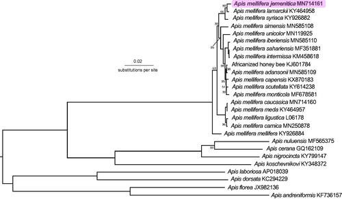 Figure 1. Phylogenetic tree showing the relationship between Apis mellifera jemenitica (GenBank: MN714161) and 25 other Apis honey bee mitogenomes. The tree is midpoint rooted, node labels indicate bootstrap values, and unlabeled lineages are 100%.