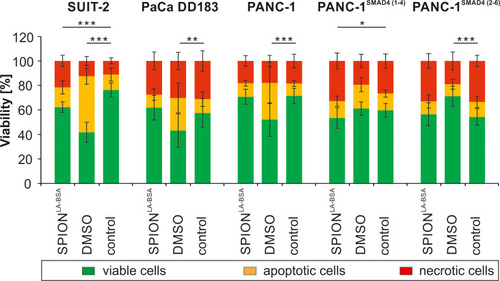 Figure 1 Viability of different pancreatic cell lines after SPION treatment. Cells were incubated for 24 h with 100 µgFe/mL SPIONLA-BSA. Cell viability was determined by Annexin V-FITC/propidium iodide (AxV/PI) staining and analyzed by flow cytometry. The amount of viable (AxV-PI-), apoptotic (AxV+PI-) and necrotic (PI+) cells are shown for SUIT-2, PaCa DD183, PANC-1, PANC-1SMAD4 (1−4) and PANC-1SMAD4 (2−6). Toxicity controls contain 2% DMSO, negative controls represent the corresponding amount of H2O instead of water-based ferrofluid. Data are expressed as the mean ± standard deviation (n=4 with technical quadruplicates). Statistical significance in the percentage of viable cells are indicated with *, ** and ***. The respective confidential intervals are p < 0.01, p < 0.005 and p < 0.00002 and were calculated via t-test analysis.