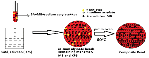 Figure 1. In situ formation of poly (acrylate) network within calcium alginate beads.
