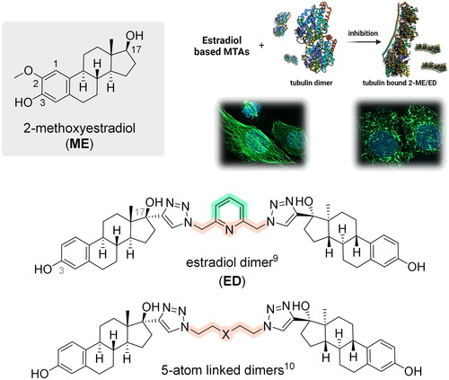 Figure 1. Chemical structure of estradiol-based antimitotics and proposed mechanism of action. Created with Biorender.com.