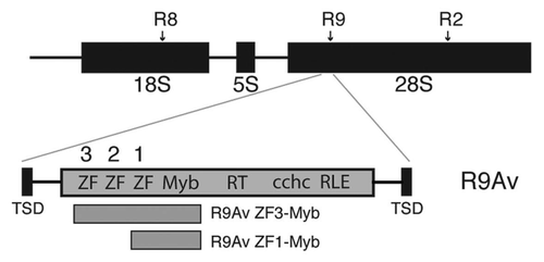 Figure 2 R2-A group structure and target sites. A ribosomal array unit is depicted with the 18S, 5S, and 28S ribosomal genes indicated by individual black boxes separated by intervening sequences (lines). The relative positions of R9, R8, and R2 insertion sites are marked by arrows. The domain structure of R9Av (gray) is depicted. Abbreviations and symbols are as in Figure 1. R9Av is flanked by a 126 bp target site duplication (TSD) (black rectangles). The portions of R9Av cloned, expressed, and tested for DNA binding activity are indicated. The R9Av subclones are named based on which ZF and Myb domains are included in the clone (see ZF numbering above the R9Av structure).