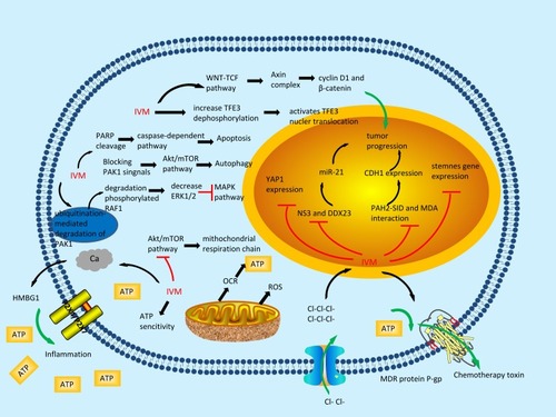 Figure 1 The molecular mechanisms of the anti-tumour effects of ivermectin.