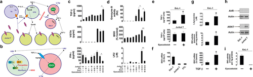 Figure 8. (a) Jurkat T cells (VISTA-producing malignant T cells) were co-cultured with EoL1 eosinophils and primary human CD3-positive T cells at a ratio of 2:1:1 in the absence or presence of epacadostat. (b) TGF-β-dependent upregulation of IDO1 activity and possible LKU effects on primary CD3-positive T cells are highlighted. (c) TGF-β, VISTA and IFN-γ levels were measured my ELISA in the conditioned medium. (d) Granzyme B, MGO and LKU levels were detected as outlined in Materials and Methods. (e) Jurkat T or EoL1 cells were exposed to 1 μM epacadostat for 16 h followed by detection of TGF-β levels in conditioned medium. (f) IDO1 mRNA levels were measured in EoL1, Jurkat T and primary CD3-positive T cells using Qrt-PCR. (g) EoL1 cells were exposed to 2 ng/ml TGF-β for 16 h followed by detection of IDO1 mRNA levels, IDO activity in the cells and LKU levels in the medium. (h) Levels of AhR and ARNT were compared in EoL1 and Jurkat T cells by Western blot analysis. (i) EoL1 cell lysate was used as a preparation of IDO1 and IDO activity was measured in the absence or presence of 1 μM epacadostat. Images are from 1 experiment representative of 4 which gave similar results. Quantitative data are shown as mean values ± SEM from four independent experiments. *p < 0.05.