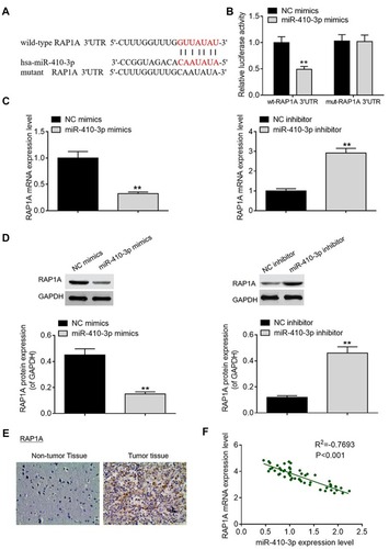 Figure 4 RAP1 is a direct target of miR-410-3p. (A) A putative binding site of miR-410-3p in the 3ʹUTR of RAP1A mRNA was predicted by TargetScan online software. (B) Luciferase activity of the reporter vectors carrying wild-type or mutant RAP1A 3ʹUTR fragment was determined after transfection of NC mimics or miR-410-3p mimics. (C) RAP1A mRNA expression was examined by qRT-PCR analysis after transfection of miR-410-3p mimics in U251MG cells or miR-410-3p inhibitor in U87MG cells. (D) RAP1A protein expression was determined by Western blotting analysis after transfection of miR-410-3p mimics in U251MG cells or miR-410-3p inhibitor in U87MG cells. (E) IHC staining was performed to visualize RAP1A protein expression in glioma tissues and matched pericarcinomatous tissues. (F) Pearson’s correlation analysis was carried out to determine the correlation between miR-410-3p expression and RAP1A mRNA expression in the tumorous tissues. **P<0.01.Abbreviations: 3ʹUTR, 3ʹ untranslated region; IHC, immunohistochemistry; mut, mutant; NC, negative control; qRT-PCR, quantitative real-time polymerase chain reaction; RAP1A, Ras-related protein 1A; wt, wild-type.