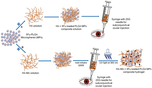 Figure 1. Schematic showing the development and ocular delivery of composite HA formulation.Notes: (A) 5Fu-loaded PLGA MPs infused in HA solution can be administered using 25G needle and (B) 5Fu-loaded PLGA MPs infused in HA-MA solution can be administered followed by UV cross-linking to form MPs-impregnated hydrogel matrix system.