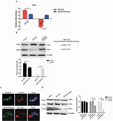 Figure 9. rSS1GFP replication is enhanced by inhibiting TIFA/TRAF6/NF-κB signaling pathway later in infection. (a) The mRNA expression levels of TIFA gene in BSR-T7/5 cells infected with rSS1GFP and rSS1GFP-M/NLSm were verified by qRT-PCR. (b) The protein expression levels of TIFA in BSR-T7/5 cells infected with rSS1GFP and rSS1GFP-M/NLSm were examined by Western blotting. The relative expression levels of TIFA were compared with the control GAPDH expression. (c) The subcellular localization of EGFP-M or EGFP-M/NLSm and HA-TIFA in plasmids co-transfected BSR-T7/5 cells. Original magnification was 1 × 200. (d) The effect of different dosage EGFP-M or EGFP-M/NLSm on the expression level of endogenous TIFA in plasmid transfected BSR-T7/5 cells. The relative expression levels of TIFA were compared with the control GAPDH expression. (e) The expression patterns of TIFA, pTIFA, TRAF6, NF-κB p65, pNF-κB p65, and IL-2 in BSR-T7/5 cells infected with rSS1GFP and rSS1GFP-M/NLSm at 12 and 24 hpi. The relative expression levels of these proteins were compared with the control GAPDH expression. (f) The effect of TIFA overexpression on the expression of IL-2 and virus titers of rSS1GFP and rSS1GFP-M/NLSm at 12 and 24 hpi. (g) The effect of siRNA-mediated knockdown of TIFA on the expression of IL-2 and virus titers of rSS1GFP and rSS1GFP-M/NLSm at 12 and 24 hpi. (h) The schematic diagram illustrated that the M protein in the cytoplasm inhibited host cell immune response by down-regulating TIFA/TRAF6/NF-κB signaling pathway.