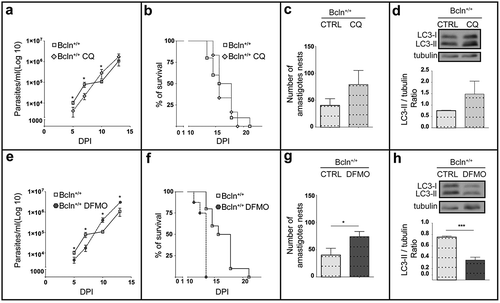 Figure 2. Inhibition of autophagy increases T. cruzi infection in Bcln+/+ mice. C57BL/6J wild type mice (Bcln+/+) were treated with CQ (10 mg/Kg/day) and DFMO (1 mg/g/day) for two days before infection and throughout the experiment as described in materials and methods. (a and e): Parasitemia curves obtained from these animals in comparison with non-treated Bcln+/+ mice. Data were obtained from three independent experiments of at least 4 mice each (Mann-Whitney test, * p < 0.05). (b and f): Survival analysis. Data were obtained from three independent experiments of at least 4 mice each (Log rank Mantel-Cox test) (c and g): Number of amastigotes in cardiac tissue from control and treated mice. Data were obtained from two independent experiments of at least 4 mice each (Mann-Whitney test, * p < 0.05). (d and h): Representative images showing the expression of LC3 forms in the liver of non-infected control or treated Bcln+/+ mice by western blot. Graphics show the OD of LC3-II relative to tubulin expression. Bars indicate the mean ± the standard error of two independent experiments of at least 2 mice each (Student´s t-test, *** p < 0.001).