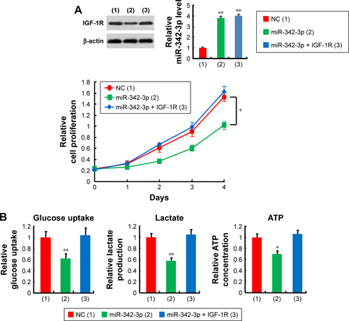 Figure S2 miR-342-3p suppresses proliferation, glucose uptake and the production of lactate and ATP through inhibition of IGF-1R expression in HCC cells.