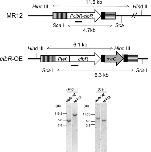 Fig. 1. Construction of the clbR-overexpressing strain (clbR-OE).Notes: The illustrations show restriction enzyme maps of the clbR locus in the MR12 and clbR-OE strains. The solid bars indicate DNA regions used as probes for Southern blot analysis to detect DNA fragments digested with HindIII and ScaI. The vertical and horizontally hatched boxes are the flanking regions for gene replacement at the clbR locus. The 0.5-kb downstream flanking region of clbR (solid boxes) was attached at 5′-end of pyrG, introducing direct repeats for marker recycling. The clbR promoter region (PclbR) was replaced with the tef promoter (Ptef).