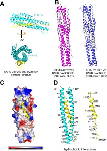 Figure 5. Structure of 5HB-H2/HR2P complex. (A) Overall structure of the 5HB-H2/HR2P complex shown in cartoon. 5HB-H2 are coloured in cyan and HR2P in yellow. Structures in the side view (upper) and top view (lower) are presented. (B) Structural alignments of the 5HB-H2/HR2P complex with SARS-CoV-2 6HB (left) and SARS-CoV 6HB (right). 5HB-H2/HR2P is shown in grey, SARS-CoV-2 6HB in magenta, and SARS-CoV 6HB in blue. (C) The hydrophobic groove between the 5HB-H2 and HR2P. The electrostatic surface of 5HB-H2 is presented. HR2P peptide is shown in cartoon. (D) The detailed hydrophobic interactions between 5HB-H2 and HR2P. Amino acids involved in the hydrophobic contacts are indicated and shown in sticks.