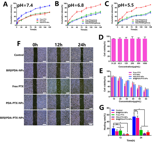 Figure 2 In vitro analysis of drug release profile and cytotoxicity. Drug release profile of Free PTX, PTX-NPs and PDA-PTX-NPs in PBS at pH 7.4 (A), pH 6.8(B) and pH 5.5 (C) (n=3, mean ± SD). (D) The cytotoxicity of mPEG-PCL nanoparticles on A549 cells (n=6). (E) The cytotoxicity of Free PTX, PTX-NPs, PDA-PTX-NPs and Bif@PDA-PTX-NPs on A549 cells. (F) Photos of wound healing (Scale bar=400 μm). (G) The healing rate of the groups of Control, Bif@PDA-NPs, Free PTX, PDA-PTX-NPs and Bif@PDA-PTX-NPs at 12 and 24 h. Data are presented as mean ± SD of three replicates (ns: no statistical significance, *P < 0.05).