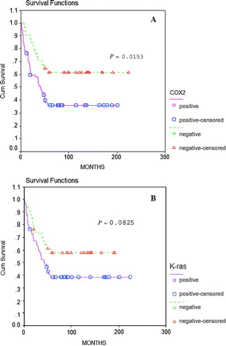 Figure 3.  Kaplan-Meier's survival curves. (A) The overall survival of gastric cancer patients with relation to COX-2 expression (log-rank test, P=0.0153) (B) The overall survival of gastric cancer patients with ralation to K-ras expression (log-rank test, P=0.0825)