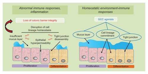 Figure 4 GCC agonists as ulcerative colitis therapeutics.Notes: In ulcerative colitis, abnormal immune responses and colonic inflammation reflect inappropriate luminal antigen exposure for disruption of the mucosal barrier integrity (left panel). Pathogenetic mechanisms underlying loss of intestinal barrier function, in turn, include mutually reinforcing processes of cell lineage imbalance, defective mucus layer, tight junction disassembly and epithelial cell hyper-permeability (left panel). Administration of GCC agonists reconstitutes normal environment-immune interactions by restoring the colonic mucosal barrier integrity, in part, through the promotion of cell lineage-dependent homeostasis, optimal superficial mucus layer and epithelial cells’ tight junctions (right panel).