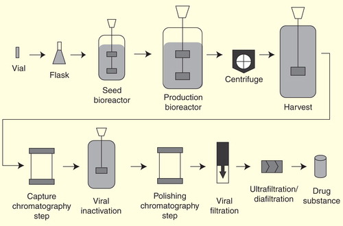 Figure 1. Schematic overview of the complexity of the manufacturing and production process for a recombinant biologic. The first steps in the production of a recombinant biologic include cloning of the relevant DNA sequence into an expression vector, its transfer into a suitable host cell, followed by expression screening and selection. Once selected, the biologic-expressing cell line is expanded and frozen down in aliquots to generate master stocks for storage. The initial step in large-scale production is small-scale expansion and quality control of an aliquot of the master stock. The master stock is expanded in a seed bioreactor and then transferred to production bioreactors which maintain the optimum conditions for the expression of the active recombinant protein. Cells are then harvested and separated from the secreted recombinant protein by ultracentrifugation. Recombinant protein is harvested from the supernatants by capture chromatography. The protein then undergoes a virus inactivation step followed by further chromatography and filtration to remove viral particles. Ultrafiltration completes the procedure. The drug then undergoes extensive characterization before formulation and packaging.