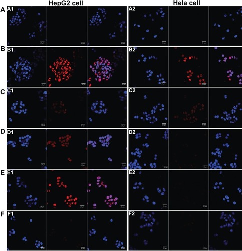 Figure 3 Confocal scanning microscopy images of HepG2 cells (A) and Hela cells (B) incubated with blank medium (A1 and A2), free doxorubicin (B1 and B2), conventional liposomes (C1 and C2), four galactose-modified liposomes (4Gal-liposomes) (5%) (D1 and D2), 4Gal-liposomes (10%) (E1 and E2), and 100 mM galactose + 4Gal-liposomes (10%) (F1 and F2) for 2 hours at 37°C. Cells were fixed and then treated with 4′,6-diamidino-2-phenylindole for nuclei staining. Red: fluorescence of doxorubicin. Blue: fluorescence of 4′,6-diamidino-2-phenylindole. Pink: the merger fluorescence of blue and red.