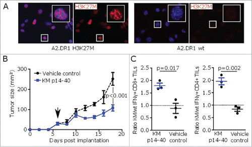 Figure 3. H3K27M peptide vaccination reduces growth of H3K27M+ tumors in MHC-humanized mice. (A) Nuclear H3K27M expression (red) of transduced A2.DR1 sarcoma cells (A2.DR1 H3K27M) or wild type cells (A2.DR1 wt) by immunofluorescent staining using a mutation-specific antibody. Cell nuclei are visualized with DAPI (blue). (B) Growth of pre-established H3K27M over-expressing subcutaneous syngeneic tumors in A2.DR1 mice after peptide vaccination with H3K27M p14–40 (KM p14–40, blue) or vehicle control (black) starting on day 6 (arrow). Mean ± SEM of three mice per group is shown. (C) Intracellular flow cytometry of CD8+ or CD4+ IFNγ responses of tumor-infiltrating lymphocytes (TILs) against H3K27M p14–40 relative to the corresponding wild type control of tumor-bearing A2.DR1 mice after vaccination with H3K27M p14–40 (KM p14–40, blue) or control treated mice (vehicle control, black). Re-stimulation with the vehicle DMSO served as control and gate frequencies were subtracted. Gated on living CD45+CD3+CD8+ or living CD45+CD3+CD4+ cells. Individual values and mean ± SEM of three mice per group are shown.