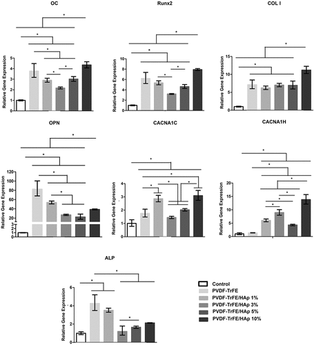 Figure 8. RT-qPCR analysis of hBM-MSCs cultured on the different piezoelectric scaffolds after 21 days of osteogenic differentiation. Expressions of target genes ALP, Runx2, COL I, OC, OPN, CACNA1C and CACNA1H were normalized to GADPH (housekeeping gene) and calculated as fold-change relative to the baseline expression of the control sample (hBMSC before scaffold seeding at day 0). Three different samples (n=3) were used in the RT-qPCR analysis; *p < 0.05.