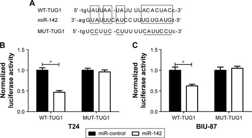 Figure 5 TUG1 targeted miR-142 to regulate ZEB2 expression.