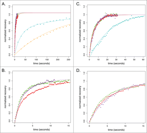 Figure 8. FRAP of actin reporters at U2-OS cell stress fibers and B16-F10 lamellipodia. (A) Normalized FRAP recovery curves for actin reporters on U2-OS cell stress fibers. Color scheme follows: cyan, eGFP-actin; red, Utr261-eGFP; purple, Lifeact-eGFP; green, F-tractin-eGFP; orange, Utr230-eGFP. (B) Inset from (A) showing early recovery of Utr261-eGFP, F-tractin-eGFP and Lifeact-eGFP. (C) Normalized FRAP recovery curves for actin reporters in the mouse B16-F10 lamellipod. (D) Inset from (C) showing early recovery of Utr261-eGFP, F-tractin-eGFP and Lifeact-eGFP.