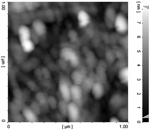 Figure 4 AFM image of PCA–PCL–PCA–cisplatin nanoparticles.