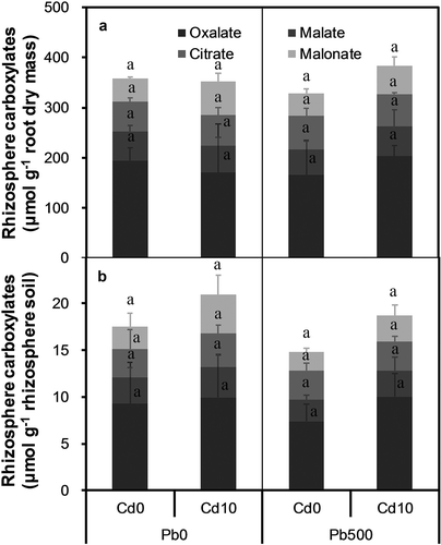 Figure 5. Rhizosphere carboxylates exuded by alfalfa plants grown on a calcareous soil spiked with different levels of cadmium (Cd) and lead (Pb). (a) Amounts of rhizosphere carboxylates calculated on root dry mass basis, and (b) Amounts of rhizosphere carboxylates calculated on rhizosphere soil dry mass basis. Cd0 and Cd10 represent soil Cd level of 0 and 10 mg kg−1, respectively; Pb0 and Pb500 represent soil Pb level of 0 and 500 mg kg−1, respectively. Data are presented as means + SE (n = 3). The same lower-case letters above the bars indicate no significant (P ≤ 0.05) differences among treatments according to the results of LSD test of two-way (Cd × Pb) ANOVA.