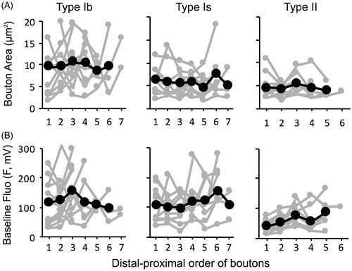 Figure 7. Lack of longitudinal gradient in bouton size and GCaMP baseline fluorescence. (A) Bouton size measured by area, and (B) GCaMP baseline fluorescence intensity. Both were plotted against the sequential order of boutons. 8–11 NMJs.