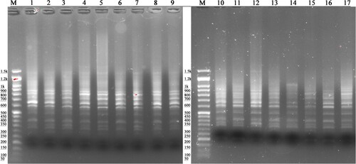 Figure 2. Electrophoretic pattern of the P4 primer in IMB (lanes 1–9) and RB (lanes 10–17); DNA Ladder 100 bp to 1.5 kb (100 bp Opti-marker G016, Applied Biological Materials Inc. Canada).
