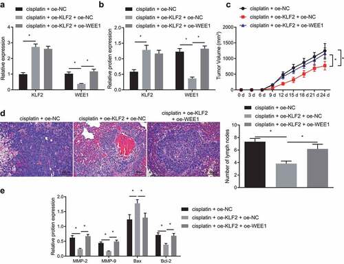 Figure 6. KLF2 increased the sensitivity of tumor-bearing mice to cisplatin by inhibiting WEE1 in vivo. Mice were injected with cisplatin-treated MDA-MB-231 cells that had been transfected with oe-KLF2 or in combination with oe-WEE1. A, The mRNA expression of KLF2 and WEE1 detected in tumor tissues of nude mice by RT-qPCR. B, The protein expression of KLF2 and WEE1 in tumor tissues of nude mice by Western blot. C, Tumor weight in nude mice. D, H&E staining of lung tissues of nude mice. E, The protein expression of MMP-2, MMP-9, Bax, and Bcl-2 in tumor tissues of nude mice detected by Western blot. * p < .05, indicates the comparison between two groups. n = 6.
