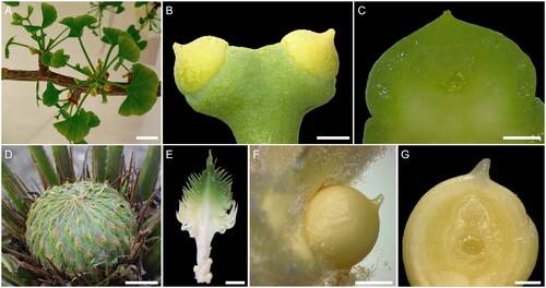Figure 3. Female reproductive structures of Ginkgo (A–C) and Cycas (D–G). (A) Ginkgo biloba female brachyblast before pollination time; scale bar 1 cm. (B) Detail of a couple of G. biloba ovules present at the end of a stalk; scale bar 1 mm. (C) Fresh longitudinal medial section of a G. biloba ovule showing the coenocytic female gametophyte in the innermost part; scale bar 1 mm. (D) Cycas changjangensis female cone with megasporophylls loosely arranged, before pollination time; scale bar 4 cm. (E) C. changjangensis megasporophyll with a terminal pinnate leafy portion and a lower stalk bearing the ovules; scale bar 1 cm. (F) Detail of a single C. changjangensis ovule; scale bar 2 mm. (G) Fresh longitudinal medial section of a C. changjangensis ovule showing the coenocytic female gametophyte in the innermost part; scale bar 500 µm.