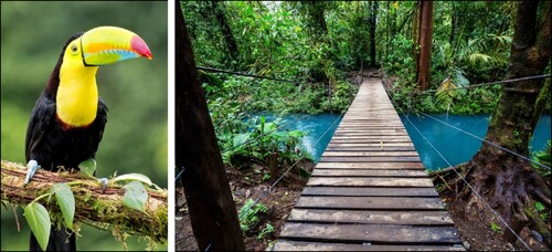 Costa Rican flora and fauna