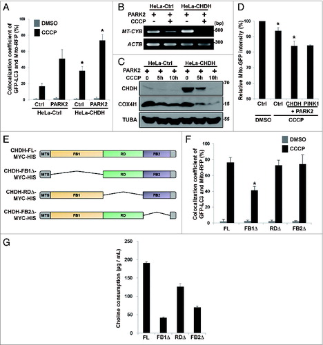 Figure 2. Overexpression of CHDH accelerates mitochondrial clearance independent of its enzymatic activity. (A) HeLa-Ctrl and HeLa-CHDH cells were cotransfected with GFP-LC3, Mito-RFP and either GFP control vector (Ctrl) or PARK2 and then incubated with 10 μM CCCP. After 2 h, cells were analyzed under a confocal microscope; the colocalization coefficient (%) of GFP-LC3 and Mito-RFP is shown with bars representing the mean ± SD, *P < 0.001. (B and C) HeLa-Ctrl and HeLa-CHDH cells were left untreated or exposed to 10 μM CCCP for 30 h (B) or for the indicated times (C). Mitochondrial DNA (MT-CYB) and proteins (CHDH, COX4I1) were extracted and analyzed by PCR (B) and western blotting (C), respectively. (D) HEK293T cells were cotransfected with Mito-GFP and pcDNA (Ctrl), CHDH + PARK2 or PINK1 + PARK2. Following treatment with DMSO or 100 μM CCCP for 2 h, the fluorescence of cells was measured, as described in Materials and Methods. The signal of Mito-GFP in control extracts is fixed as 100 and the relative ratio to the control is indicated as the mean ± SD, *P < 0.05. (E) Schematic of CHDH full-length (FL) and deletion mutants (FB1Δ, RDΔ, and FB2Δ). (F) The colocalization coefficient (%) of GFP-LC3 and Mito-RFP in the presence of CHDH-FL or deletion mutants was analyzed in the transfected cells under a confocal microscope and is represented as a bar graph with the mean ± SD. Cells were treated with 10 μM CCCP for 4 h. *P < 0.001. (G) HEK293T cells were transfected with CHDH or a series of deletion mutants and then subjected to LC-MS for measurement of enzyme activities, as described in Materials and Methods.