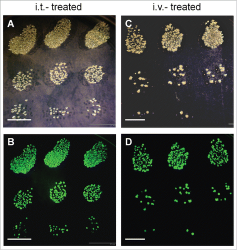 Figure 3. Bacterial culture from S. typhimurium A1-R-treated Ewing's sarcoma PDOX. Bright field (A, C) and fluorescence (B, D) images of GFP-expressing S. typhimurium A1-R colonies cultured in LB-agar. Administered S. typhimurium either by i.t. (A, B) or i.v. (C, D) was detected in treated tumors 24 hours after the second injection of S. typhimurium A1-R (day 9). Scale bars: 10 mm. GFP, green fluorescent protein. OV100 imaging.