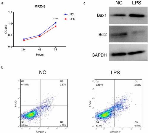 Figure 1. LPS markedly suppressed proliferation and accelerate apoptosis in MRC-5 cells. (a) Proliferation reduction was confirmed by CCK-8 assay in MRC-5 cells when handled with 100 ng/mL LPS for 24 h, ****P < 0.0001. (b) After processing with LPS, the apoptosis of MRC-5 cells was identified through the application of flow cytometer. (c) Western blot analysis revealed the expressions of Bax1 and Bcl2 in LPS-induced MRC-5 cells