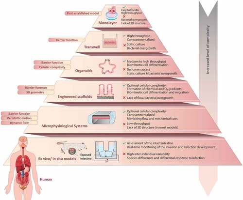 Figure 4. Representative schematic of biological models applicable to study enteric bacterial infections and host-pathogen interactions in the intestine. The specific features, as well as advantages and limitations of intestinal model systems are highlighted and compared with respect to complexity, physiological relevance and scalability. Note that transwells, engineered scaffolds and microphysiological systems are compatible with the culture of cell lines, primary intestinal cells as well as dissociated organoidsCitation211.