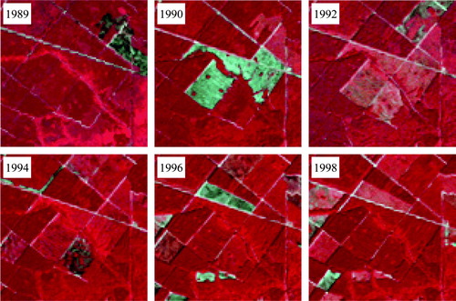 Figure 1.  Standard false color (i.e., Landsat TM/ETM+ bands 4, 3 and 2 shown as red, green and blue) images showing the spectral progressing of forests recovering from a 1990 stand clearing harvest (the gray areas in the middle of the 1990 image) in a 5.7 km by 5.7 km area near the southern edge of the Lake Moultrie in South Carolina. Immediately after the disturbance, the harvest resulted in drastic spectral changes between the pre- (the 1989 image) and post-disturbance (the 1990 image) images. While the spectral changes were still obvious after two years (the 1992 image), they were difficult to detect after 4-6 years (the 1994 and 1996 images). By 1998, the spectral signature of the disturbed area became visually inseparable from that of the undisturbed forests. This harvest event likely will be missed completely or partially if change analysis is conducted using a pre-1990 image and a post-1992 image.