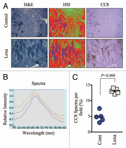 Figure 4 Global analysis of tumor apoptosis using the apoptosis spectral signature in conjunction with low magnification images of ex vivo tumor specimens. (A) Low magnification (2.5X) images from H&E-stained HCT15 tumors were analyzed by HS I using the PARISS . The HSI pseudo-map was derived from the spectral library shown in Figure 4B. Images from CC8-stained serial sections are included to demonstrate the overlap of lexatumumab-mediated apoptosis and expression of the apoptotic spectral signature. (B) The spectral library generated using the PARISS for 2.5X magnified tumor sections from lexatumumabtreated mice is shown. (C) Blue spectral elements corresponding to apoptotic regions were quantified by the PARISS in five random 1mm-wide scans. The percentage of apoptotic spectra, which co-localized with CC8 staining for each scan are shown. The difference between control and lexatumumab treatments was significant (p = 0.006), as determined by a Student's t-test.