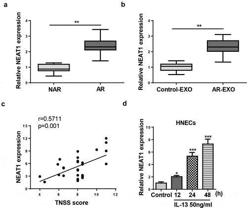 Figure 1. NEAT1 expression is elevated in nasal mucosal tissues from AR patients and positively correlated to IL-13 stimulation. (a) RT-qPCR showed NEAT1 expression levels in mucosal tissues from 30 patients with perennial AR and 30 patients with nonallergic rhinitis (NAR) were measured. (b) RT-qPCR showed NEAT1 expression in the AR-EXO and control-EXO. (c) Correlation of lncRNA NEAT1 expression with TNSS score. (d) RT-qPCR showed NEAT1 expression in human HNECs treated with 50 ng/mL IL-13 for 12, 24, or 48 h. *P < 0.05, **P < 0.01, ***P < 0.001