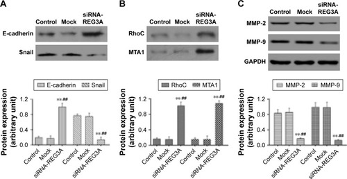 Figure 5 REG3A regulated the expression of multiple cancer-related genes.