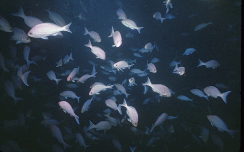 Figure 2  Planktivorous fish, Caprodon longimanus, feeding in Northern Arch, Poor Knights Islands. Kingsford and MacDiarmid (Citation1988) demonstrated that large aggregations of fish could reduce densities of plankton by up to 5×that of areas without fish. Photo: MJ Kingsford.