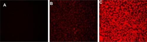 Figure 7 Fluorescence microscope images.Notes: Bel-7402 cells incubated with PBS and folate-PEG-P(GA-DIP) at different DOX concentrations (μg/mL) for 2 hours. (A) PBS control; (B) 0.19 μg/mL; (C) 0.76 μg/mL.Abbreviations: DOX, doxorubicin; folate-PEG-P(GA-DIP), folate-poly(ethylene glycol)-b-poly[N-(N′,N′-diisopropylaminoethyl) glutamine]; PBS, phosphate-buffered saline.