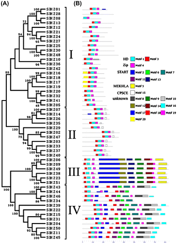 Fig. 1. Classification and Conserved Motif of the HD-Zip Gene Superfamily in Tomato.Note: (A) Phylogenetic analysis of tomato SlHZ proteins. The tree was constructed from a complete alignment of 51 HD-Zip proteins by the NJ method with bootstrapping analysis (1000 replicates). Bootstrapping values are indicated as percentages (>50%) along the branches. The resulting groups are classed into four types by being marked with I, II, III, and IV, and (B) distribution of conserved motifs in tomato identified by MEME. Twenty conserved motifs are shaded in different colors. The results showed the special function names by being identified in Pfam and START.