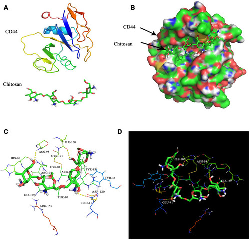 Figure 2 Molecular docking of CD44 and CS. (A) Chemical structures of CD44 and CS. (B) Schema of CS binding to CD44 protein. (C) The amino acid sequence of CD44 that interacts with CS. (D) CD44 interaction with CS via hydrogen bonding.
