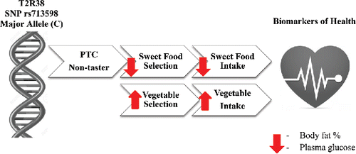 Figure 3. Schematic representation of the effect of the G allele in the rs713598 SNP in the T2R38 bitter taste receptor gene on bitter taste perception, bitter and sweet food selection, sugar, fruit, and vegetable intake, and biomarkers of health such as body fat % and plasma glucose. The G allele of this SNP is well established to be part of a haplotype, which causes the PTC non-taster phenotype. This phenotype, unlike the ‘‘supertaster” phenotype, is not prone to decreased vegetable preference and consumption or a compensatory increase in the preference and consumption of sweet food.