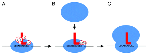 Figure 2. The TIS sequence and eIFs mediate initiation of translation. (A) 43S preinitiation complex (40S, eIFs 1, 1A, 2, 3, 5, and initiator Met-tRNA) recognizes a TIS sequence (in this example, GCCACCAUGGC with start codon underlined). (B) eIF5B is loaded while others detach. This allows the joining of the 60S ribosomal subunit to form the 80S complex. After shedding the remaining eIFs, (C) protein elongation begins. Initiator Met-tRNA, red L; eIFs, white circles; bases represent the TIS sequence.