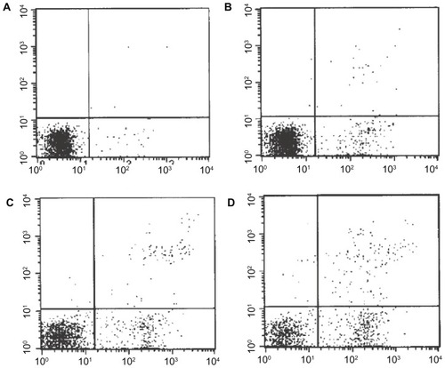 Figure 3 Apoptosis rates in differently concentrated drugs on FRH-0201 cells within 48 hours. (A) Control group; (B) interferon-γ; (C) mifepristone; (D) interferon-γ + mifepristone.