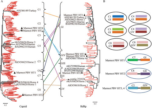 Fig. 4 Maximum-likelihood phylogenetic trees and picobirnavirus assortment types.a The phylogenetic trees of the full-sequence capsid (left) and RdRp (right) proteins. Sequences of picobirnaviruses obtained from marmot are shown in red. Sequences of picobirnaviruses reported previously are shown in black. Unsegmented picobirnaviruses from marmot are indicated by black triangles. Capsid and RdRp sequences of picobirnaviruses that underwent assortment are linked by lines. b Proposed assortment types of bi-segmented and unsegmented picobirnaviruses
