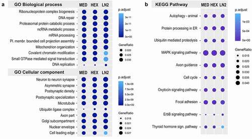 Figure 3. Gene ontology and KEGG pathway analysis of the mouse ATAC-seq data. a. Top ten GO terms for Biological process and Cellular component, and b. Top ten KEGG pathways in MED, HEX, and LN2 condition, with the MED condition used as a reference. Colours indicate adjusted p values and dot size corresponds to gene ratio.